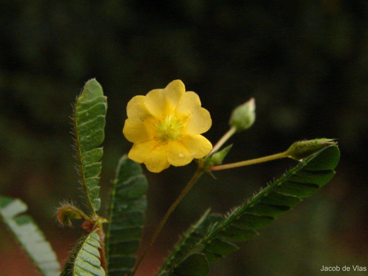 Biophytum proliferum (Arn.) Wight